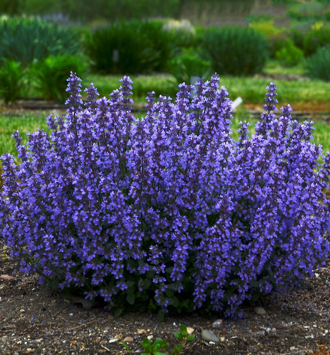 Cat's Pajamas Catmint Natorp's Online Plant Store